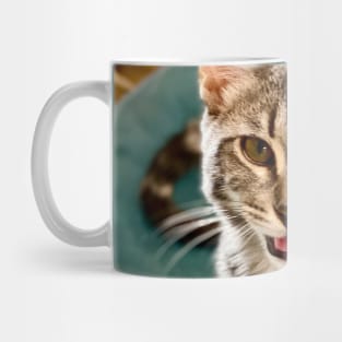 Cat Cafe: Sherlock (gifts) Mug